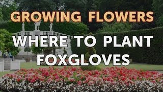 Where to Plant Foxgloves [upl. by Faunia486]