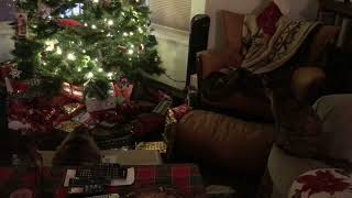 Cats watching Train circling Christmas tree [upl. by Fagin393]