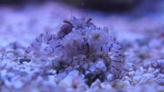 Pom Pom Crab eating mysis shrimp [upl. by Nittirb727]