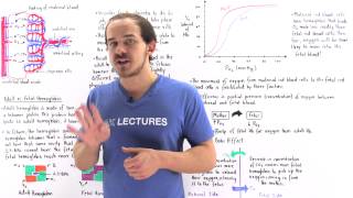 Gas Exchange in Placenta Fetal Hemoglobin and Double Bohr Effect [upl. by Pillow780]