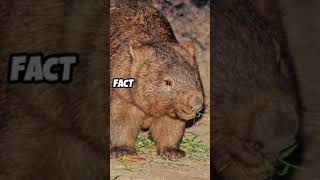 Strange But True Bizarre Animal Behaviors👾😲 facts shorts viral subscribe trending [upl. by Essirehs]