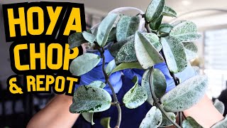 Hoya Care 💚 this nova ghost tho 😮 propagation repotting hoyas plant updates  indoor houseplants 🌱 [upl. by Llecrad]