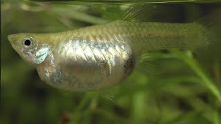 Why Do Mother Guppies Die  Causes and Solutions [upl. by Aruol]