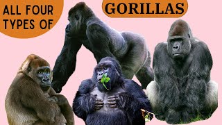 All Four Types of Gorillas [upl. by Arras969]