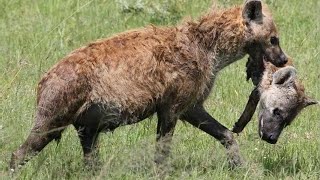 Top 5 horrible moments of Hyena eating Hyena [upl. by Norm560]