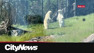 Rough play behind polar bear death at Wilder InstituteCalgary Zoo [upl. by Yarezed]