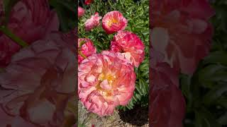 Lovely Peony flowermeditation naturevideo flowers relaxingflowers flowersheal [upl. by Summers507]