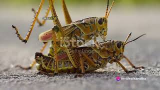 amazing facts about grasshoppers [upl. by Aroon]