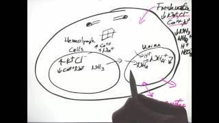 Osmoregulation Urine to plasma or hemolymph ratios [upl. by Bonn]