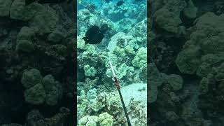 Spearfishing Dos and Donts  Shoot at an Angle on Fish Moving Away  Big Island of Hawaii [upl. by Biggs393]