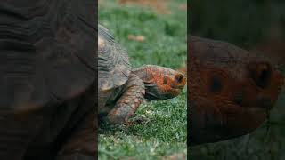 The Redfooted Tortoise eating [upl. by Saidee687]