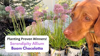 Planting Proven WInners Serendipity Allium amp Boom Chocolatta [upl. by Semela]