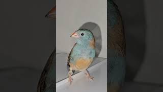 Blue Capped WaxbillFinchBird Hen on top of a cage [upl. by Aloin]