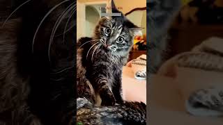 Cat videos 😅 fyp 🐈‍⬛ lifeandcats Part 3623 [upl. by Navannod]