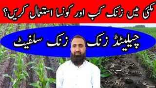 How to use zinc in maize crop  Zinc Sulphate vs Chelated Zinc  Bilal Kanju Official [upl. by Spoor]