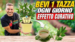 ALLORO BENEFICI  Dopo IL VIDEO prenderai questo INFUSO OGNI GIORNO 🌿💯💚 [upl. by Eirrem]