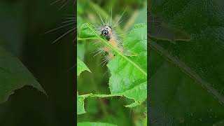 Bihar hairy catterpillar Spilosoma obliqua [upl. by Hurd595]