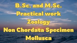 NON CHORDATAINVERTEBRATEMOLLUSCA MUSEUM SPECIMENBScMScZOOLOGY [upl. by Erkan]