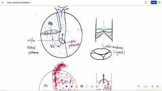 Barrons 151 Inima circulatia sistemica si pulmonara [upl. by Gosnell]