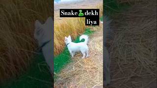 Snak 🐍dekh liya jimmy ne newsong punjabi shubh dog youtubechannel shortsfeed [upl. by Adnohsed]