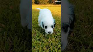 Ohtani puppy portuguesewaterdog cute [upl. by Ative917]