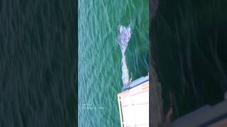 Mermaid swims up to a boat Lake Michigan [upl. by Naivat800]