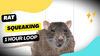 Rat Squeaking  1 Hour Loop  Rat squeaking for your cat 1 hour [upl. by Percy]