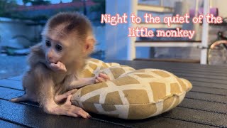 Night to the quiet of the little monkey [upl. by Dickey314]