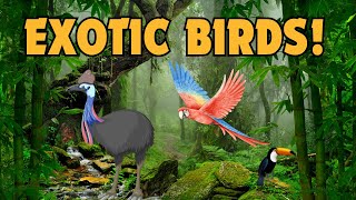 10 of the COOLEST Exotic Birds [upl. by Obaza]