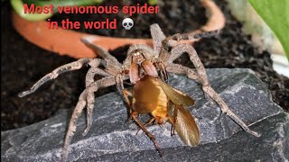 Feeding my Brazilian Wandering Spider Phoneutria nigriventer [upl. by Dannel]