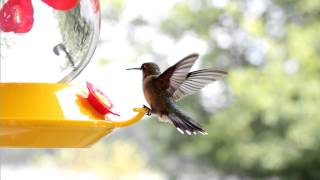 Hummingbird Facts amp Some Beautiful Footage [upl. by Narut]