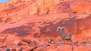 Valley of Fire State Park  Overton Nevada [upl. by Crane191]