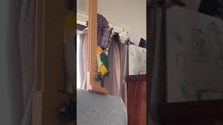 Peekaboo birds whitebelliedcaique caiques parrot funny cute pets birb [upl. by Tibbs]