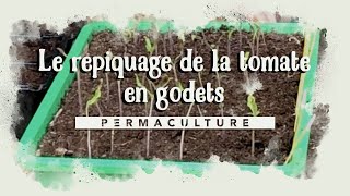 🍅🍅Le Repiquage de mes premières tomates en godets 🍅 🍅 [upl. by Enelra]