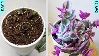 Growing Tradescantia From Stem Cuttings [upl. by Zurciram]