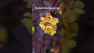 La plante Berberis Atropurpurea [upl. by Thordia]