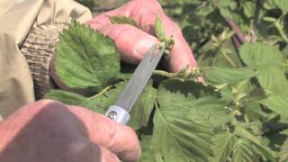 Assessing Spring Freeze Damage to Blackberries [upl. by Apgar]