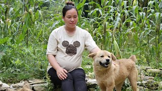 Harvesting Corn Garden Goes To Market Sell  Pet Care  Lý Thị Ca [upl. by Egidio]