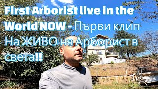 First Arborist live in the World NOW  Първи клип На ЖИВО на Арборист в света T540i MS261 live [upl. by Ahsitam]