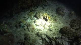 Octopus number 1 on night dive June 2019 [upl. by Etiam]