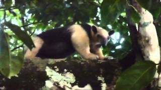 Southern Tamandua [upl. by Ytteb]