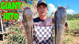 Catching Giant Catfish  catch and cook P1 [upl. by Lammond]