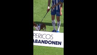 RCD ESPANYOL bring homeless puppies on pitch 🐶💙 [upl. by Imojean]