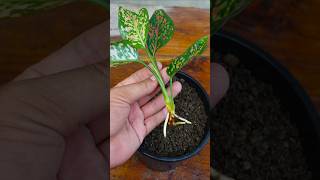 Aglaonema propagation garden gardening aglaonema indoorplants [upl. by Salvidor498]