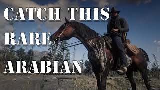 HOW TO GET THE WARPED BRINDLE ARABIAN HORSE Red Dead Redemption 2 [upl. by Ater]