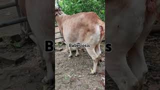 Protozoal disease music beach travel cow viralvideo reels yoyotvchannel tiktok [upl. by Gnuh]