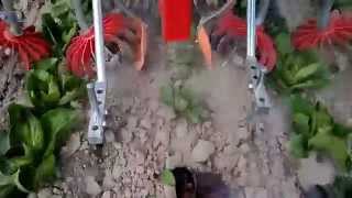 rotosark bineuse weeding machine hackmaschine sarcleuse weed control ORGANIC BIO [upl. by Arutak]