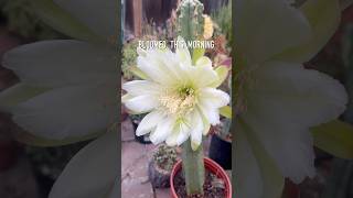 Our Peruvian Apple cactus had its last bloom last night 😊🌵 succulents cactus [upl. by Ludba]