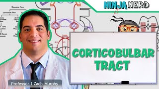 Neurology  Descending Tracts Corticobulbar Tract [upl. by Waltner]