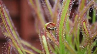 Carnivorous plant timelapse sundew [upl. by Caravette331]